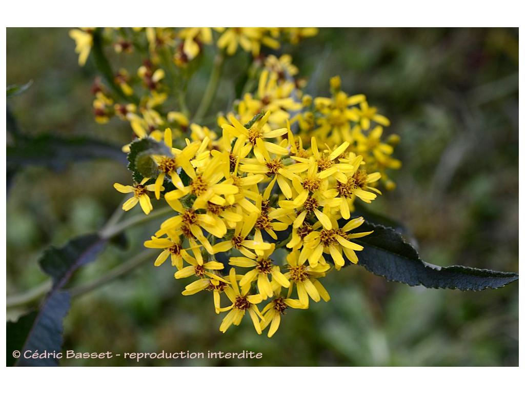 SENECIO CANNABIFOLIUS JP5604