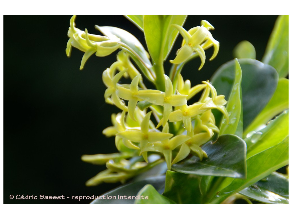 DAPHNE PONTICA