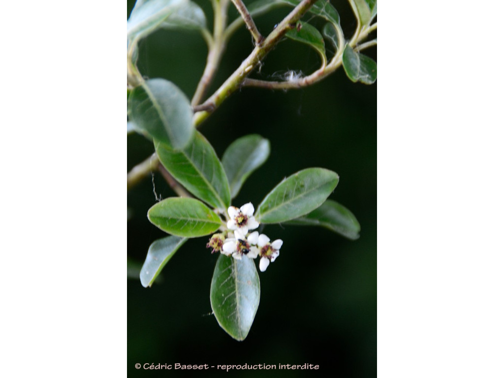 PHOTINIA MICROPHYLLA