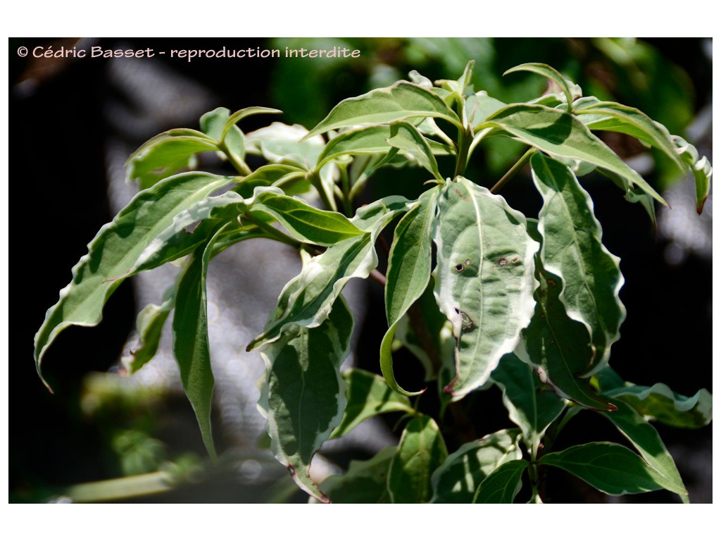 CORNUS KOUSA 'SHIRA YUKI'