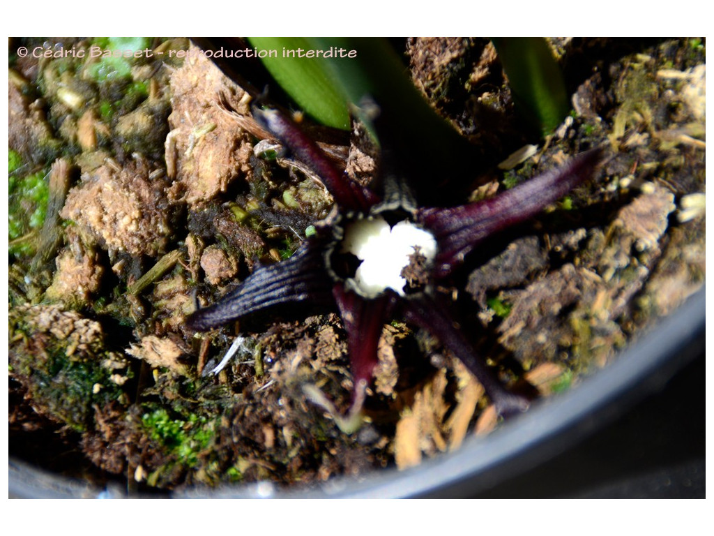 ASPIDISTRA MELANASTER