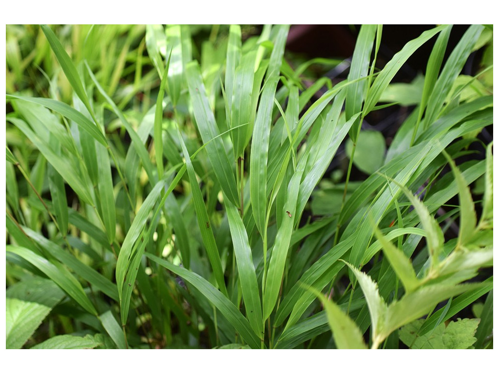 HAKONECHLOA MACRA 'BENI KAZE'