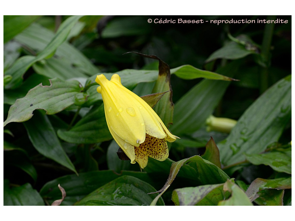 TRICYRTIS MACRANTHOPSIS