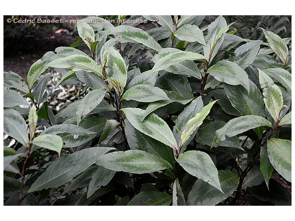 PERSICARIA VIRGINIANA 'COMPTON'S FORM'