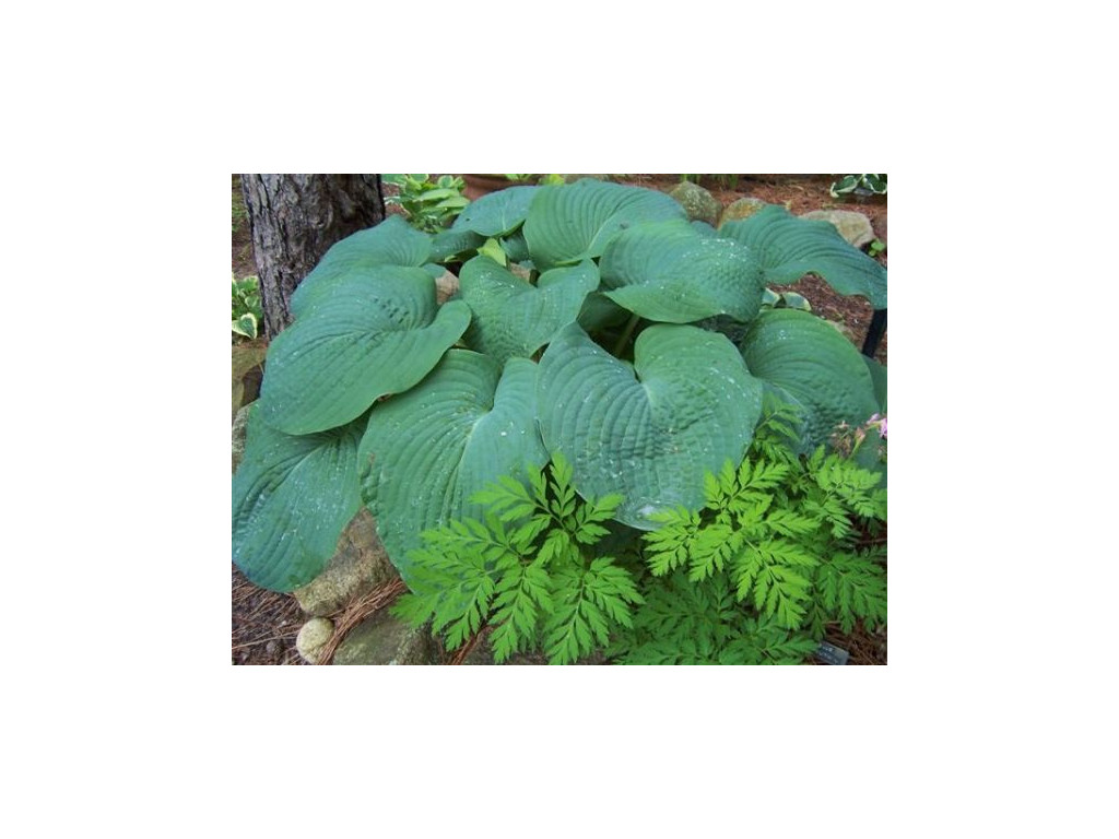 HOSTA 'BLUE MAMMOTH'