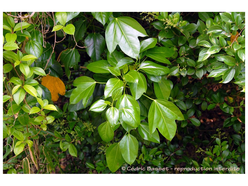 DENDROPANAX TRIFIDUS