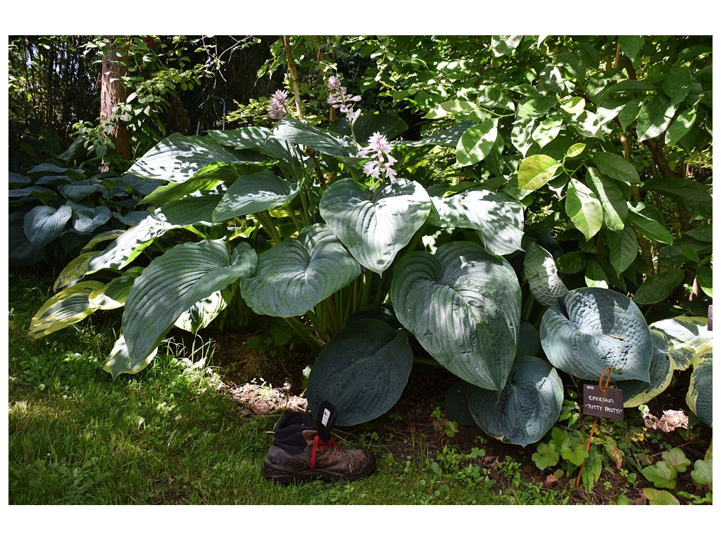 HOSTA 'EMPRESS WU'