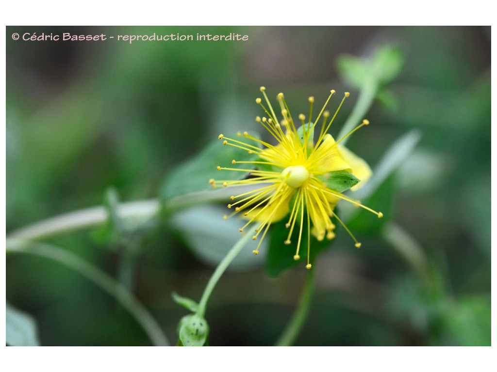 HYPERICUM ELEGANS KZ6019