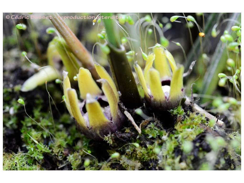 ASPIDISTRA DAXINENSIS