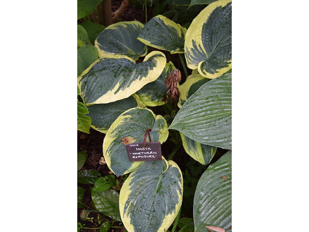 HOSTA 'NORTHERN EXPOSURE'