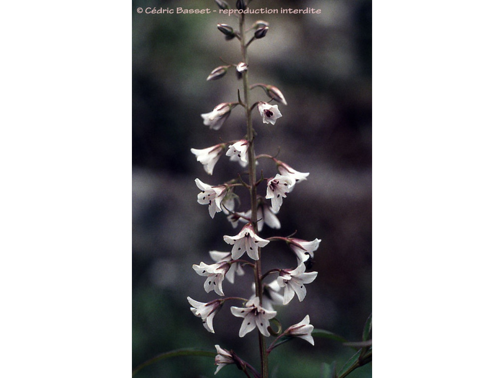 LYSIMACHIA TALIENSIS