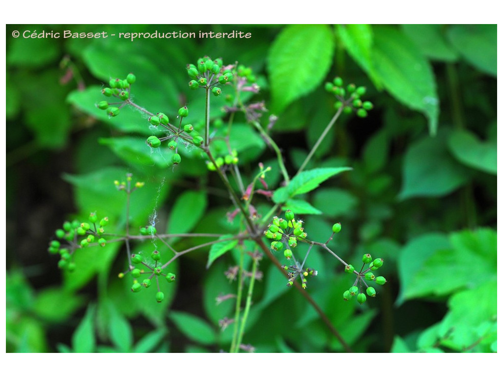 ARALIA APIOIDES EDHCH9720