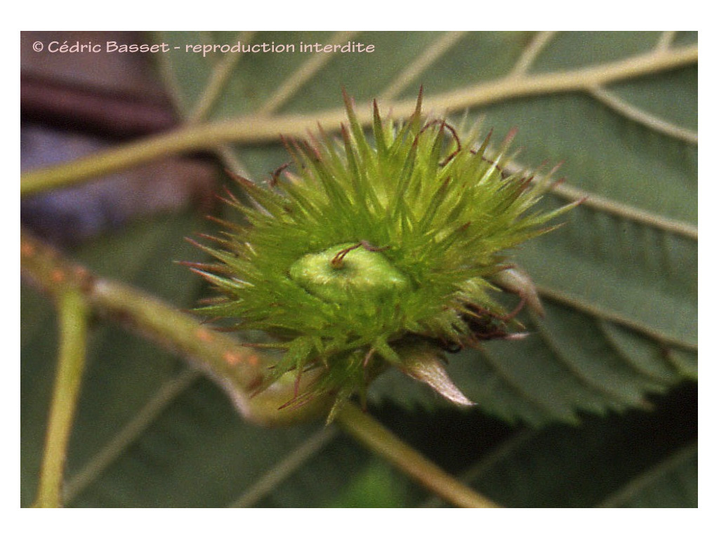 CORYLUS FEROX W/O-0036