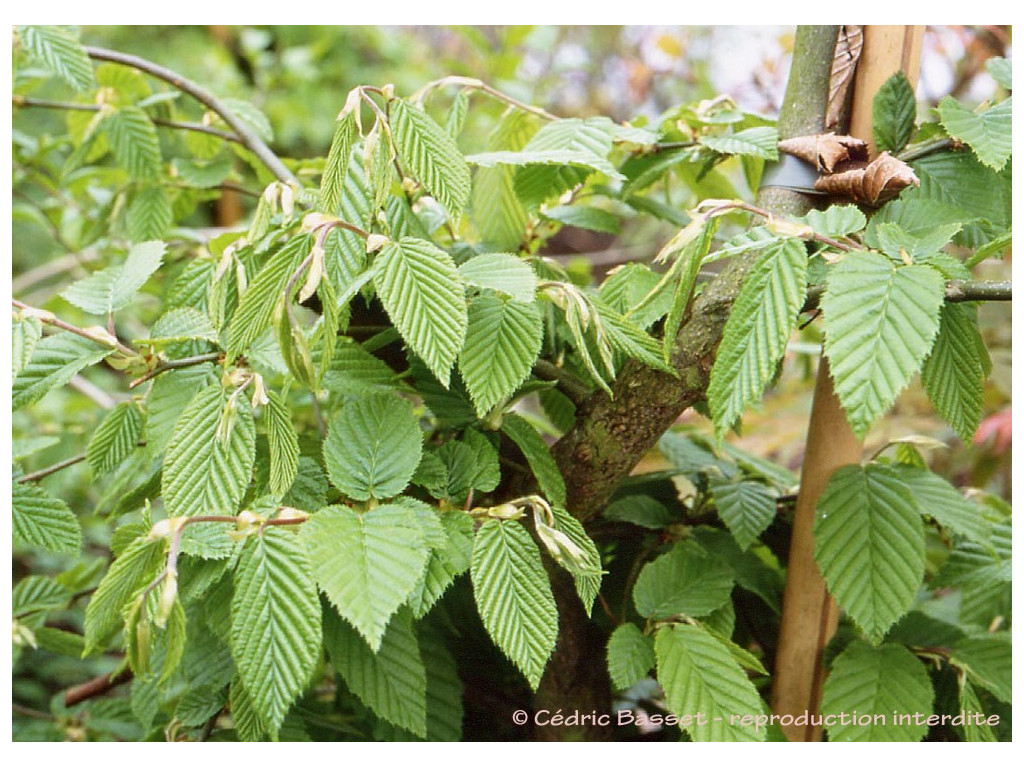 CARPINUS SHENSIENSIS CH7096