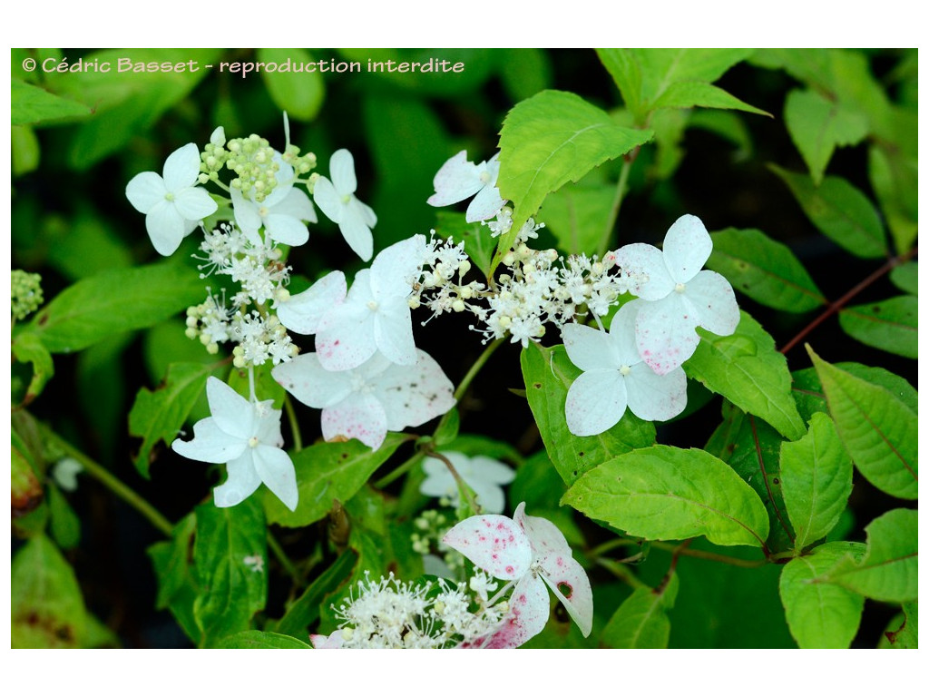 HYDRANGEA SERRATA 'MOUNT ROKKO'