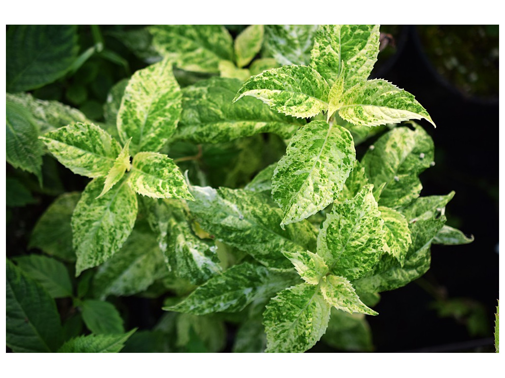 HYDRANGEA SERRATA 'FUJI SNOWSTORM'