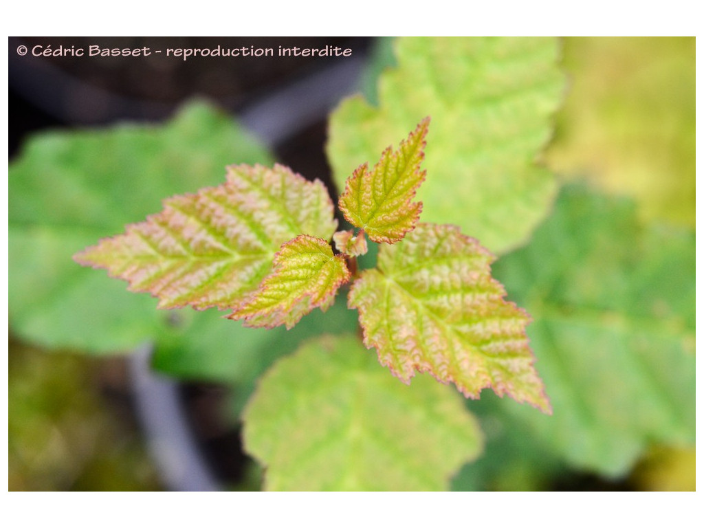 ACER TATARICUM subsp.THEIFERUM CH6353