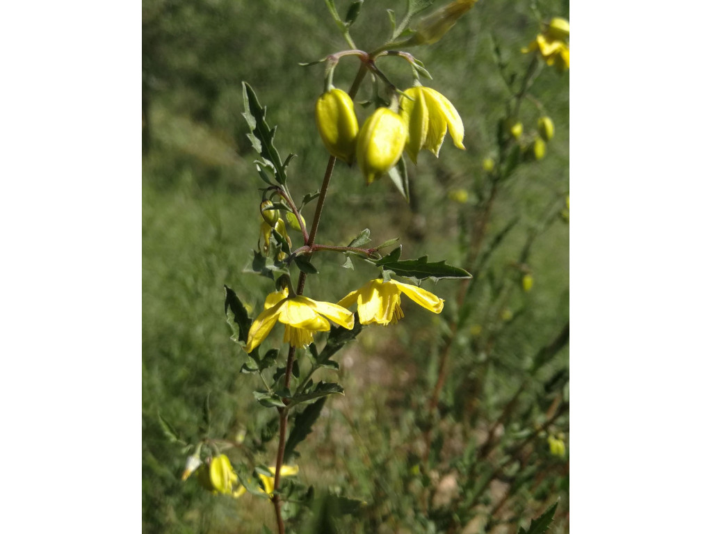 CLEMATIS FRUTICOSA W/O-0129