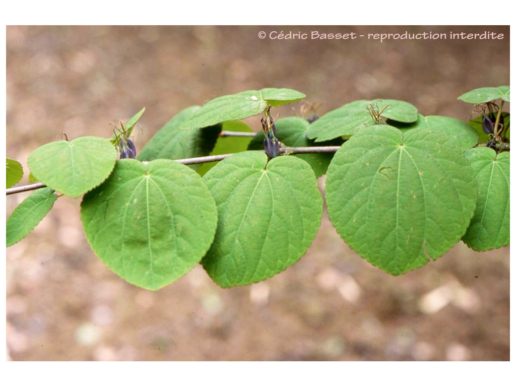 CERCIDIPHYLLUM MAGNIFICUM