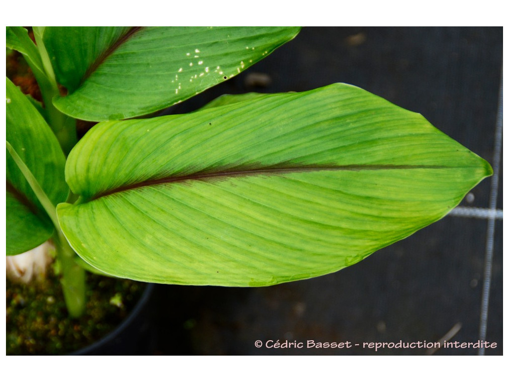 Zingibéracée sp. Vietnam