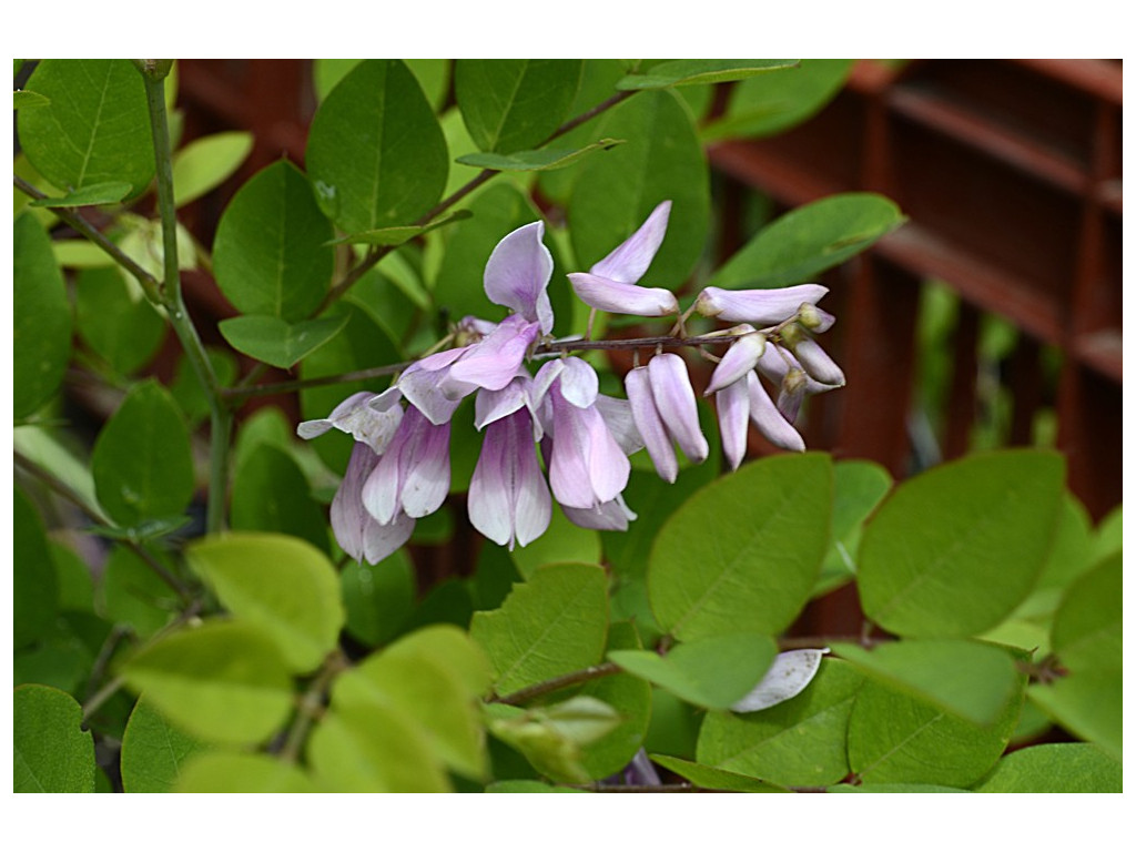 INDIGOFERA KIRILOWII INDIGOFERA KIRILOWII