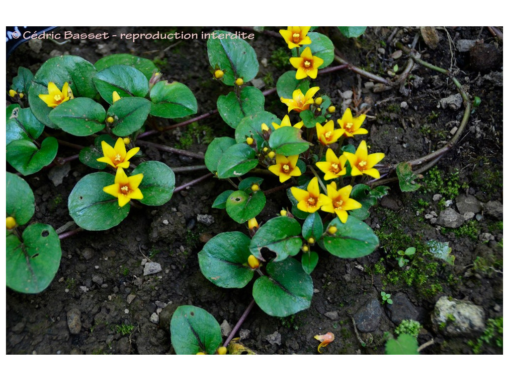 LYSIMACHIA CHRISTINAE 'ZIXIN'