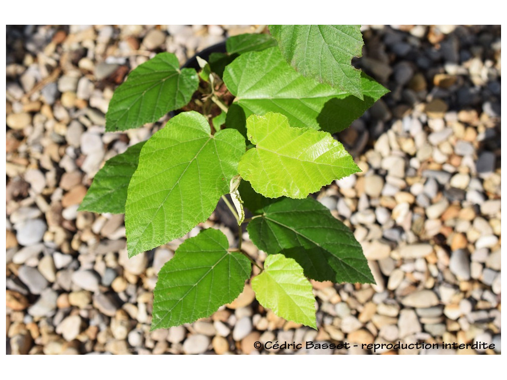 RUBUS UTCHINENSIS