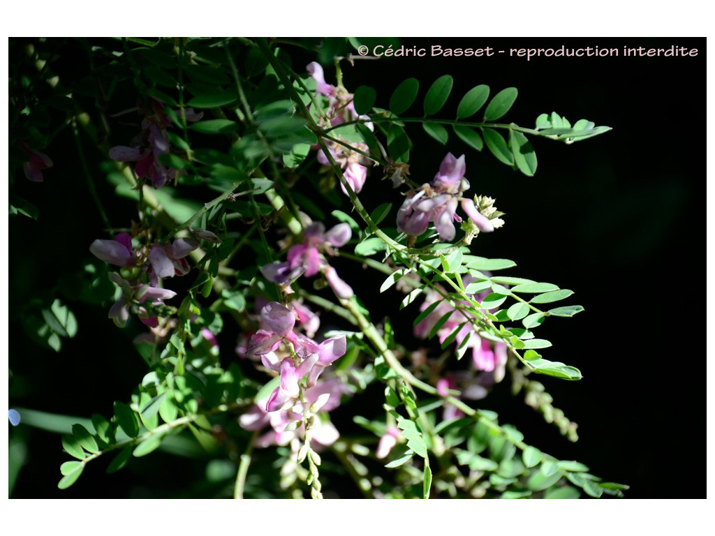 INDIGOFERA HETERANTHA