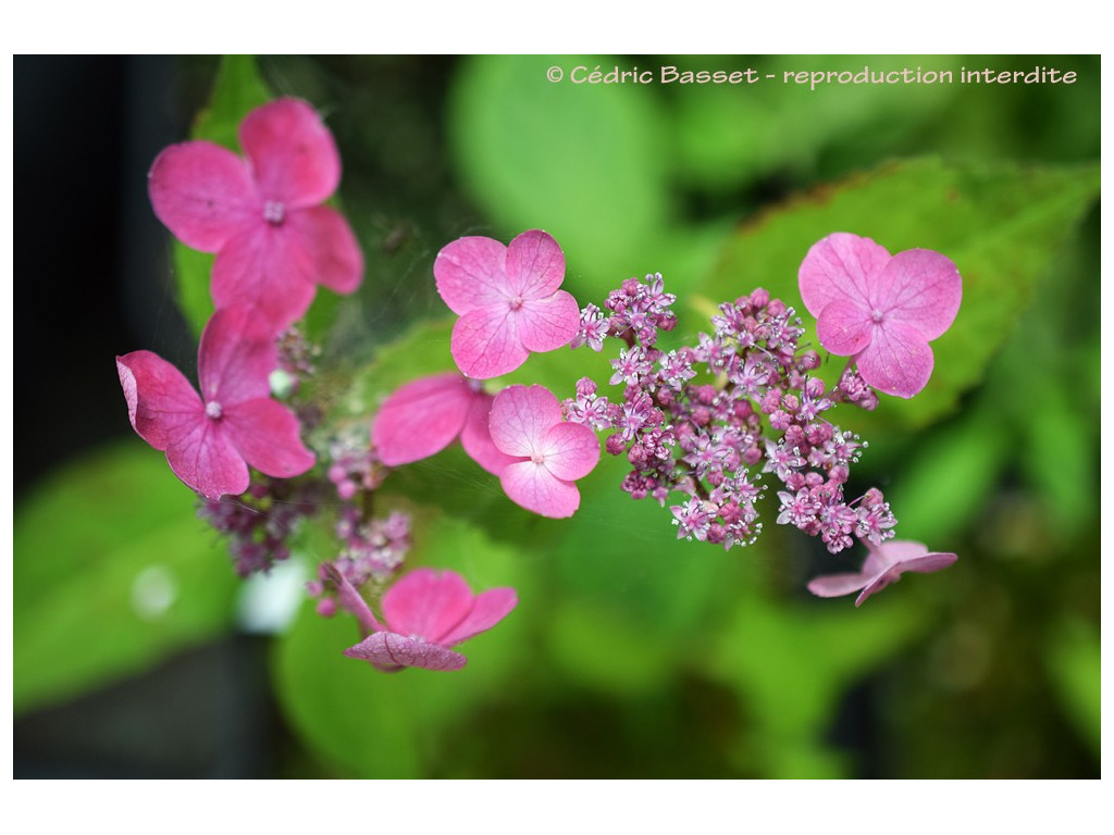 HYDRANGEA SERRATA 'SHIKOUBAI'