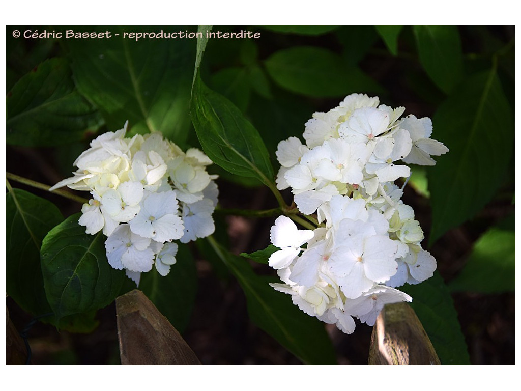 HYDRANGEA SERRATA 'BETUKO TEMARI' HYDRANGEA SERRATA 'BETUKO TEMARI'