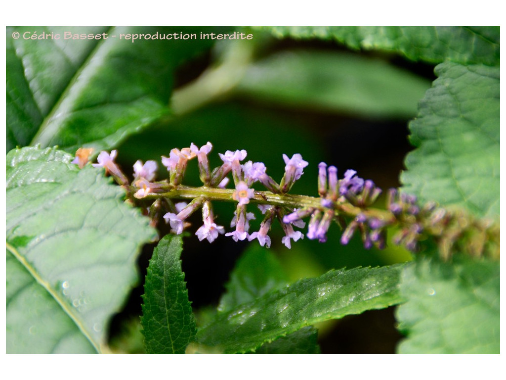 BUDDLEJA sp. Chine