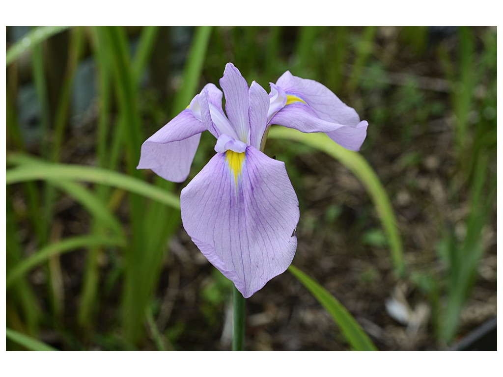 IRIS ENSATA 'DARLING'