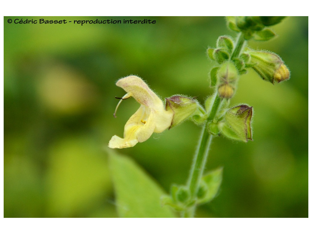 SALVIA NUBICOLA CC6306