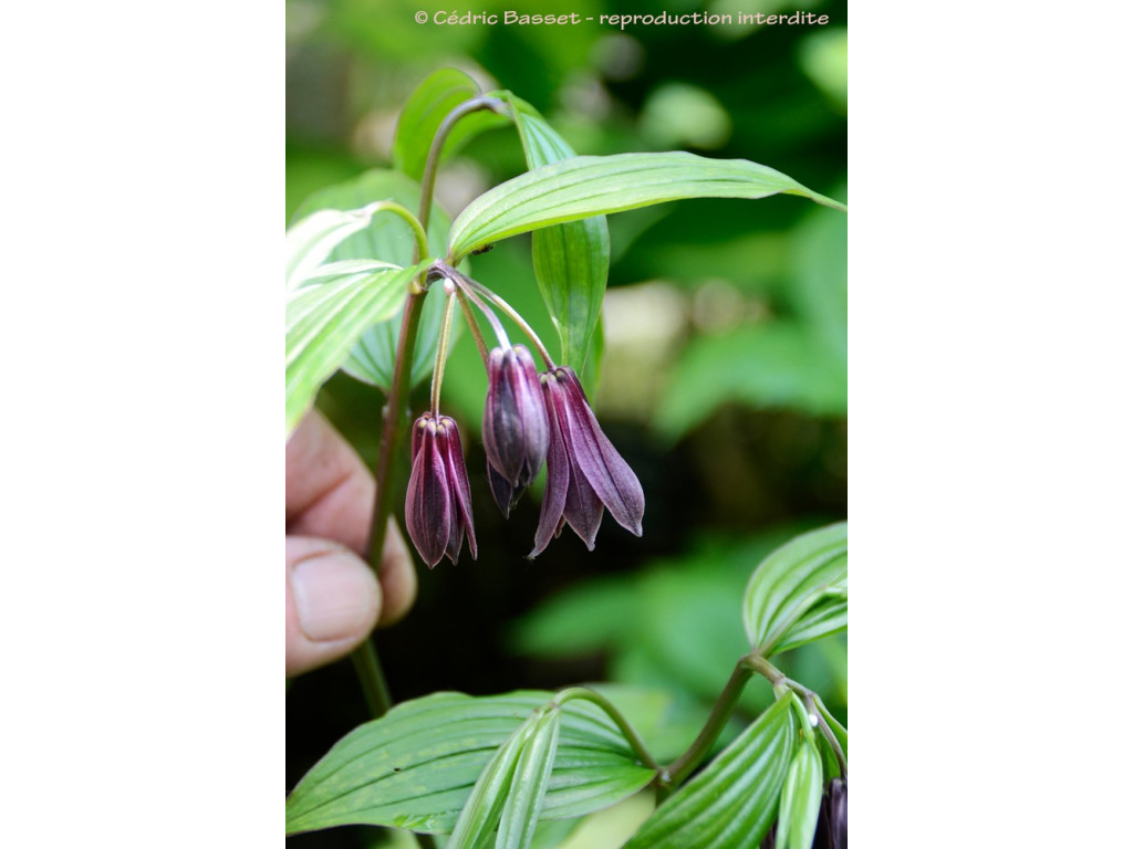DISPORUM CANTONIENSE 'LEIGONG CHOCOLATE' DISPORUM CANTONIENSE 'LEIGONG CHOCOLATE'