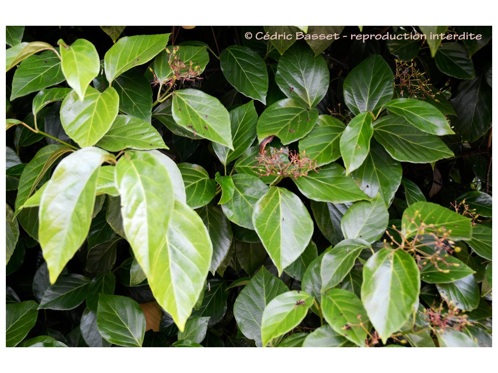 VIBURNUM TINUS var.MACROPHYLLUS