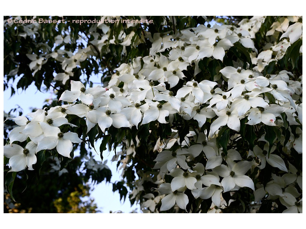 CORNUS KOUSA var.CHINENSIS CH6027