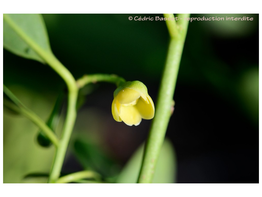 ILLICIUM PARVIFLORUM