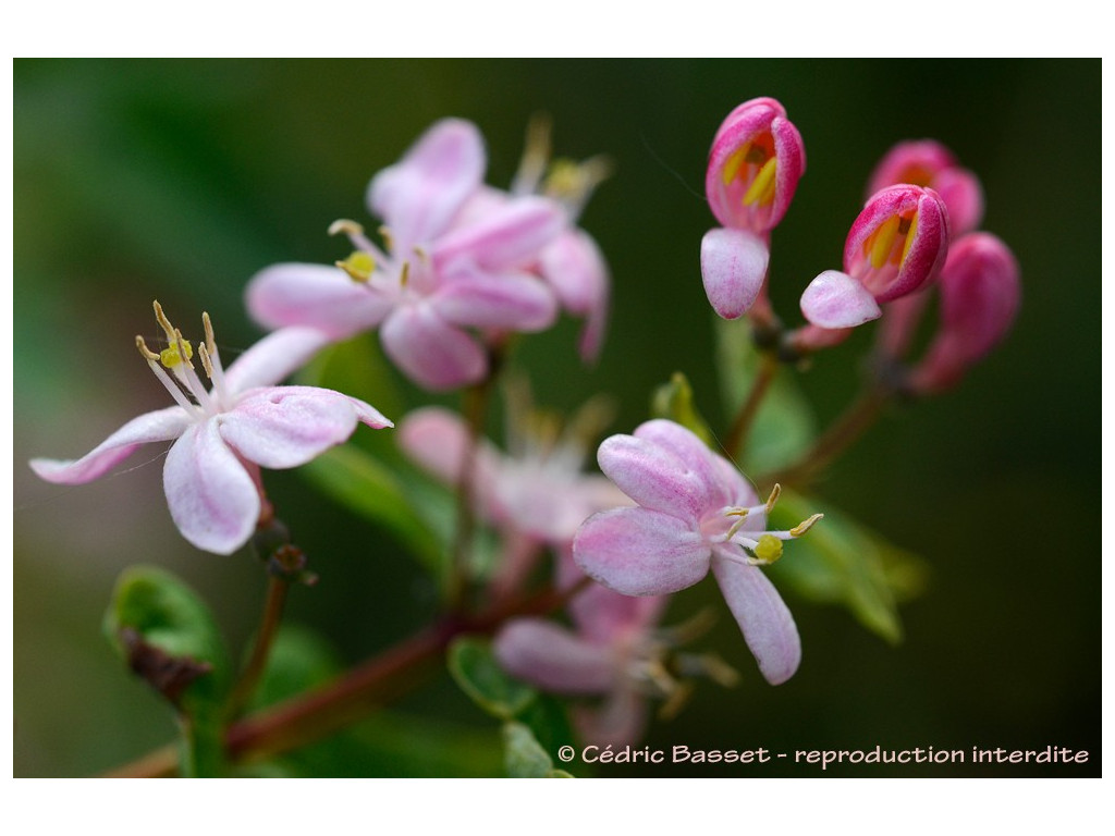 LONICERA KOROLKOWII