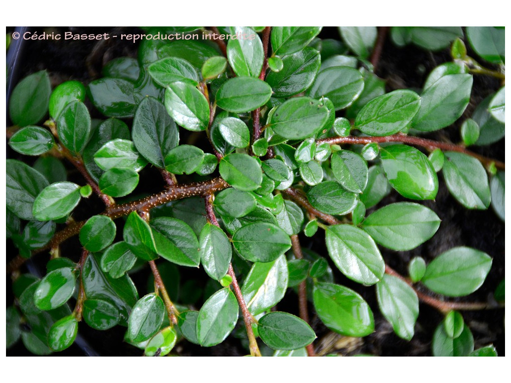 COTONEASTER KWEITSCHOVIENSIS