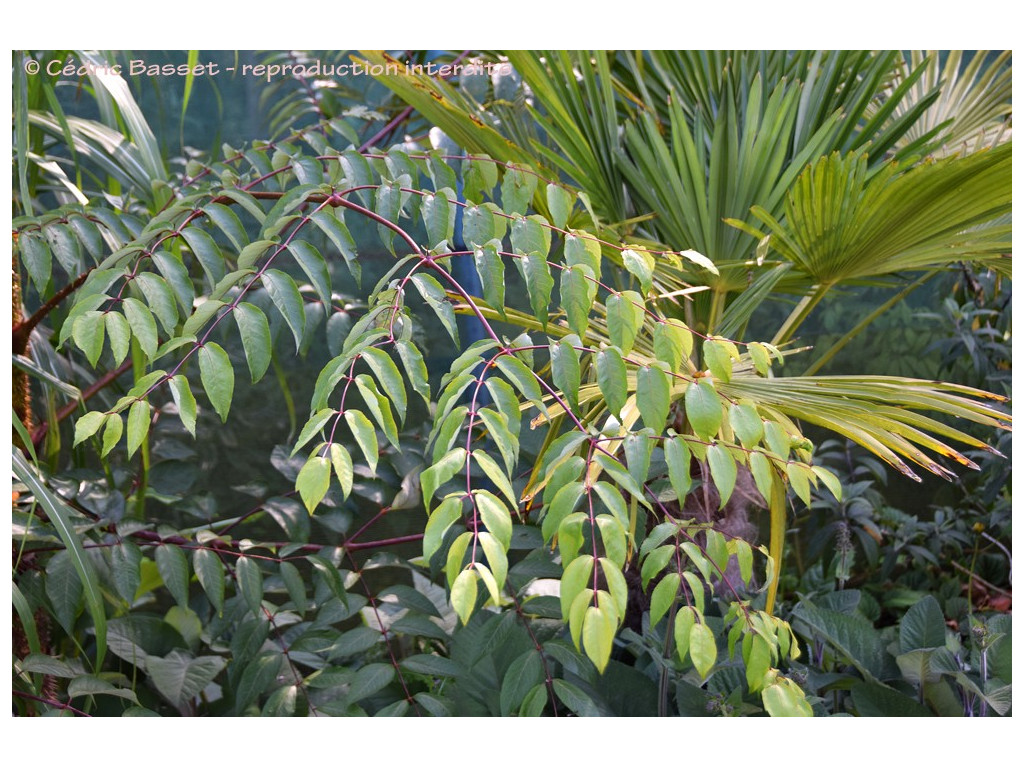 ARALIA ECHINOCAULIS