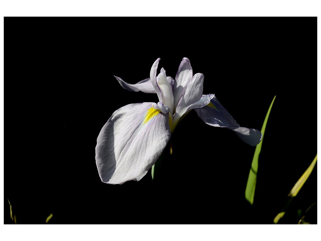 IRIS ENSATA 'TOPAS'