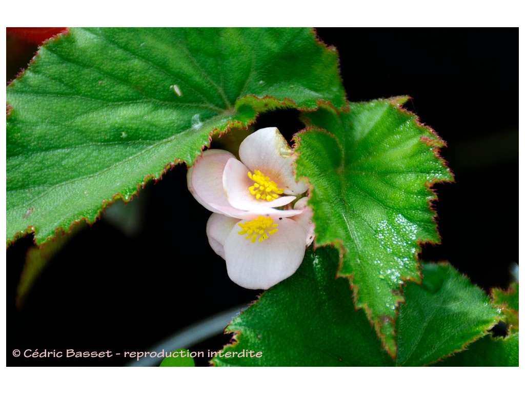 BEGONIA DIPETALA