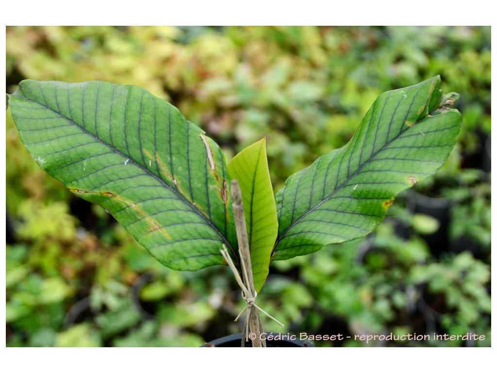 PYRROSIA sp. Vietnam