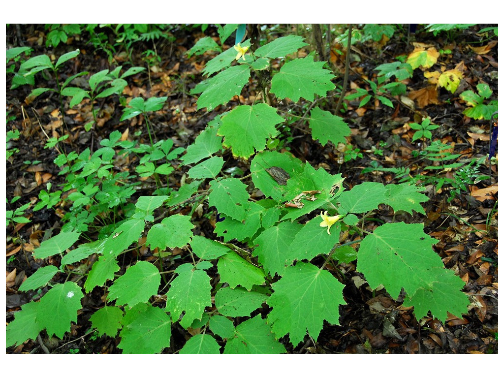 KIRENGESHOMA KOREANA