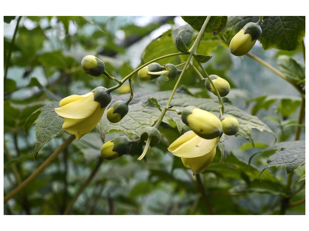 KIRENGESHOMA PALMATA