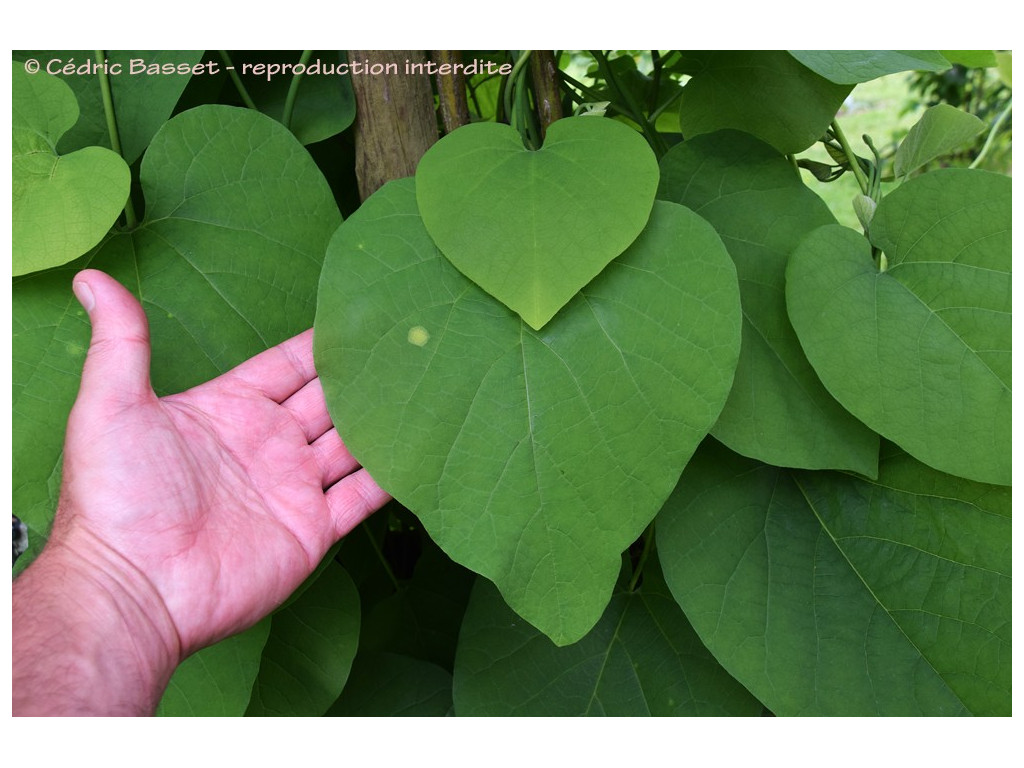 ARISTOLOCHIA MACROPHYLLA