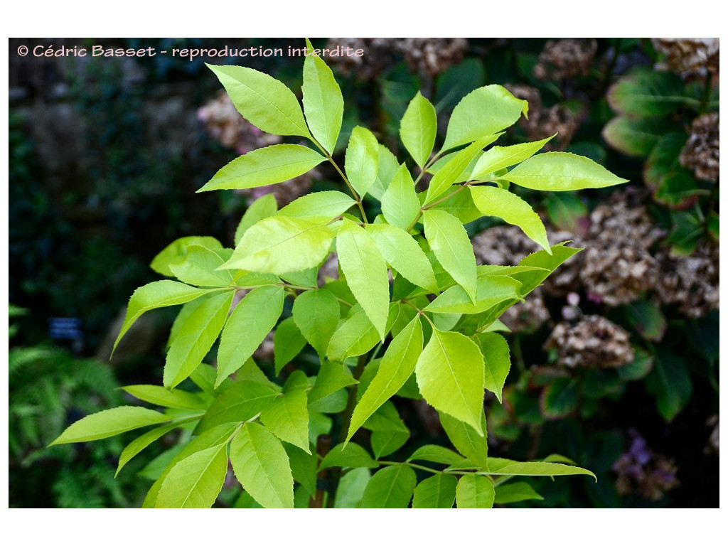 FRAXINUS CHINENSIS 'EMMA'S GOLD'