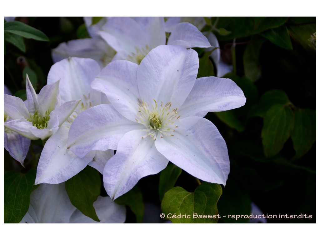 CLEMATIS PATENS 'YUKIKOMACHI' CLEMATIS PATENS 'YUKIKOMACHI'