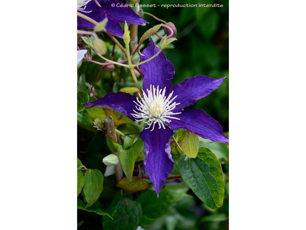 CLEMATIS PATENS 'HAKUOKAN'