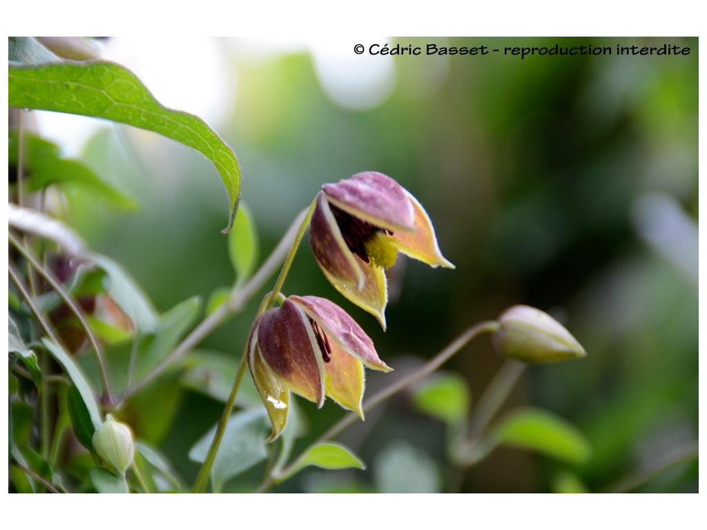 CLEMATIS TANGUTICA 'MY ANGEL'